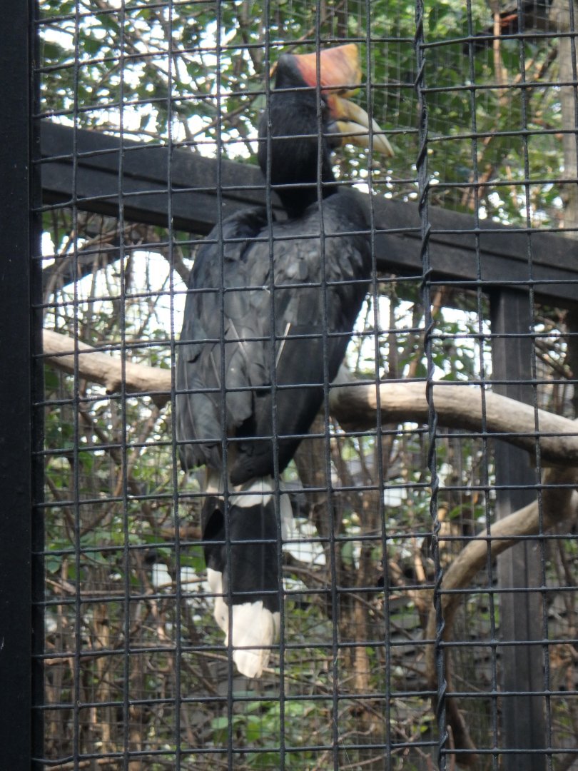 Rhinoceros hornbill
