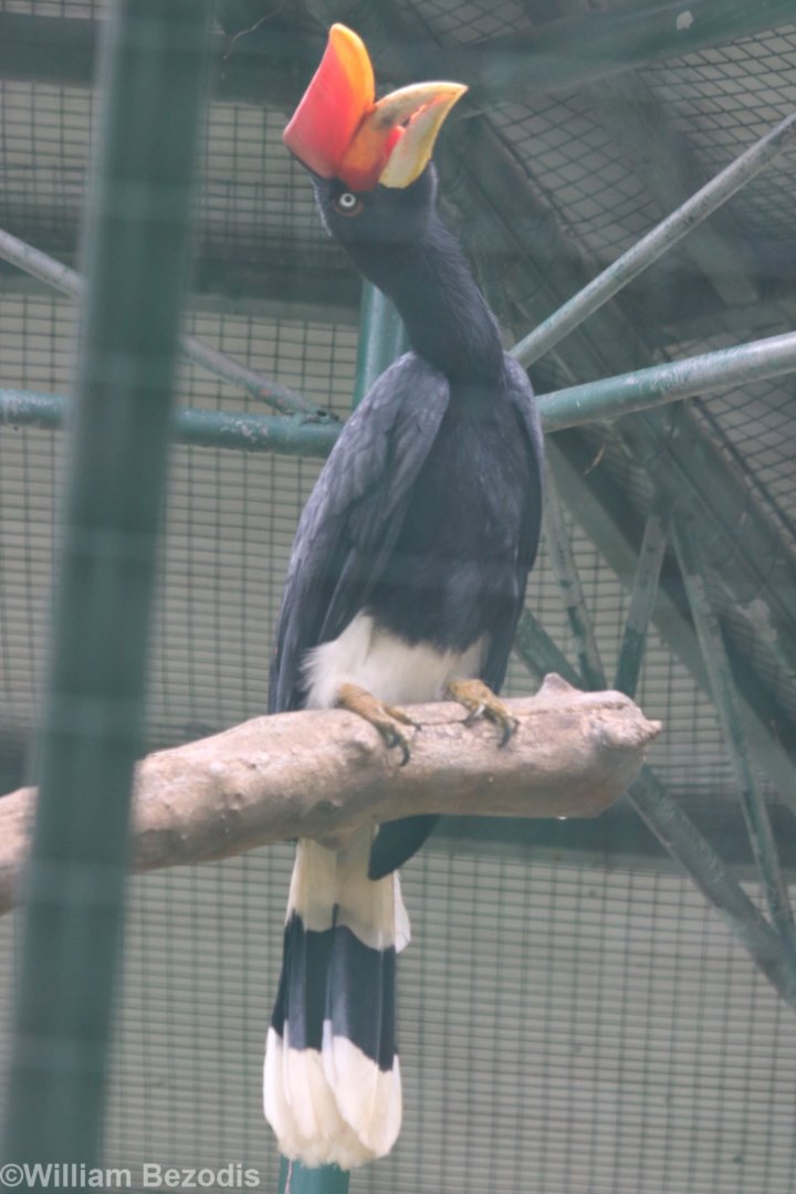 Rhinoceros Hornbill