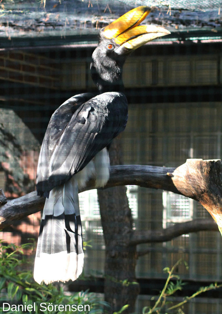 Rhinoceros hornbill