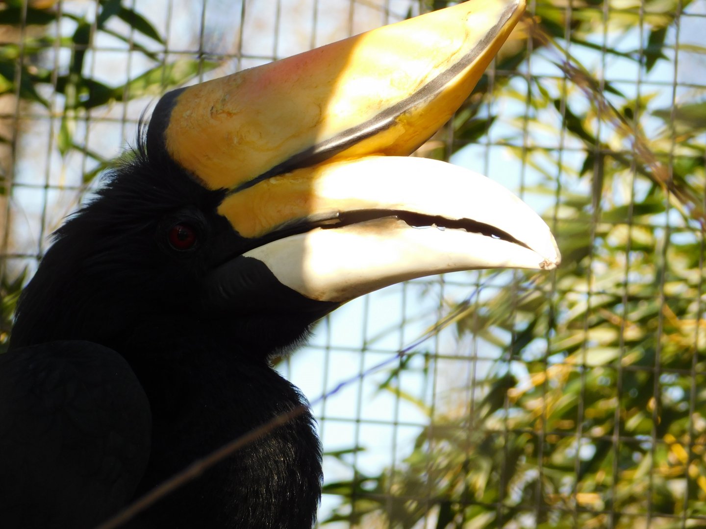Rhinoceros Hornbill