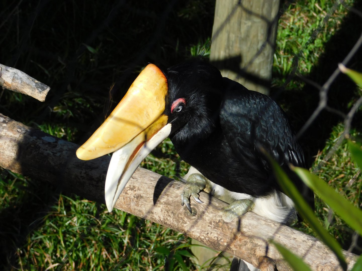 Rhinoceros Hornbill