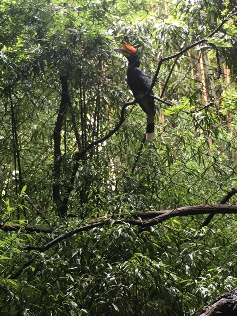 Rhinoceros hornbill
