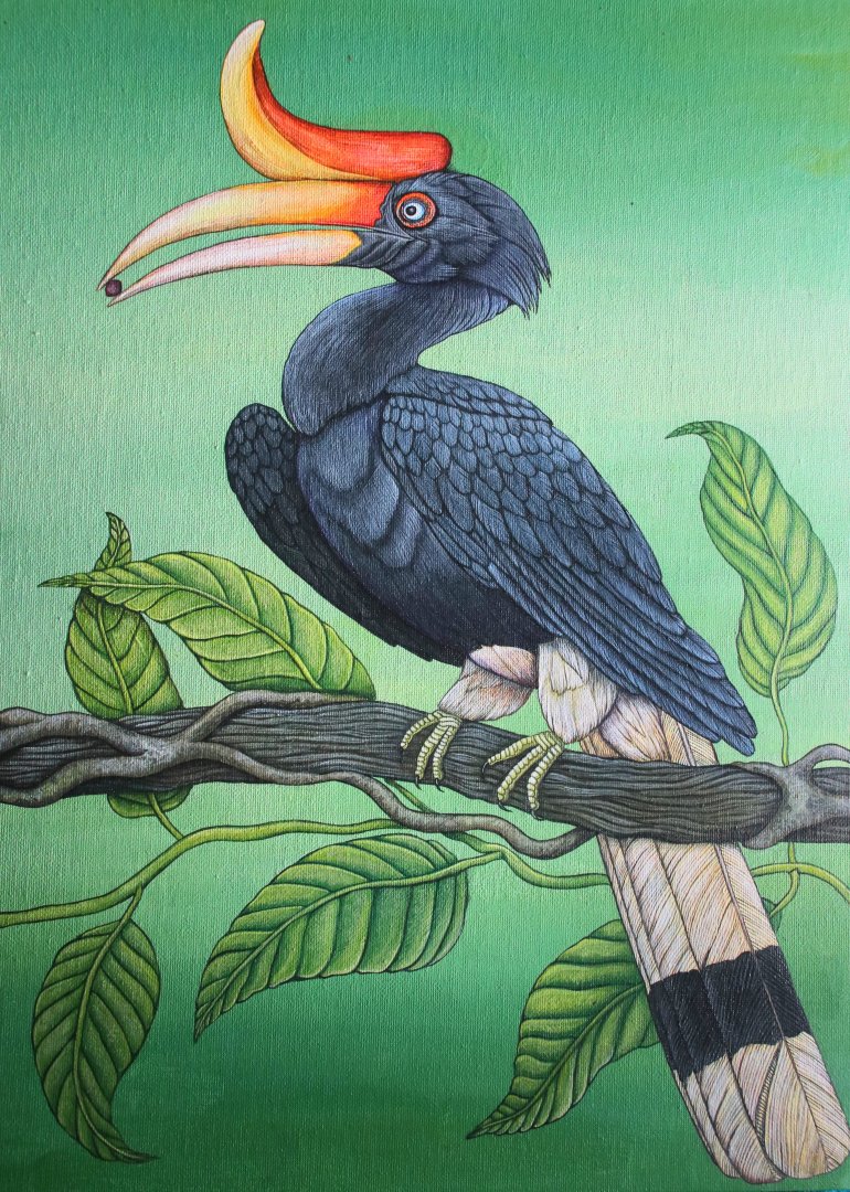 Rhinoceros hornbill