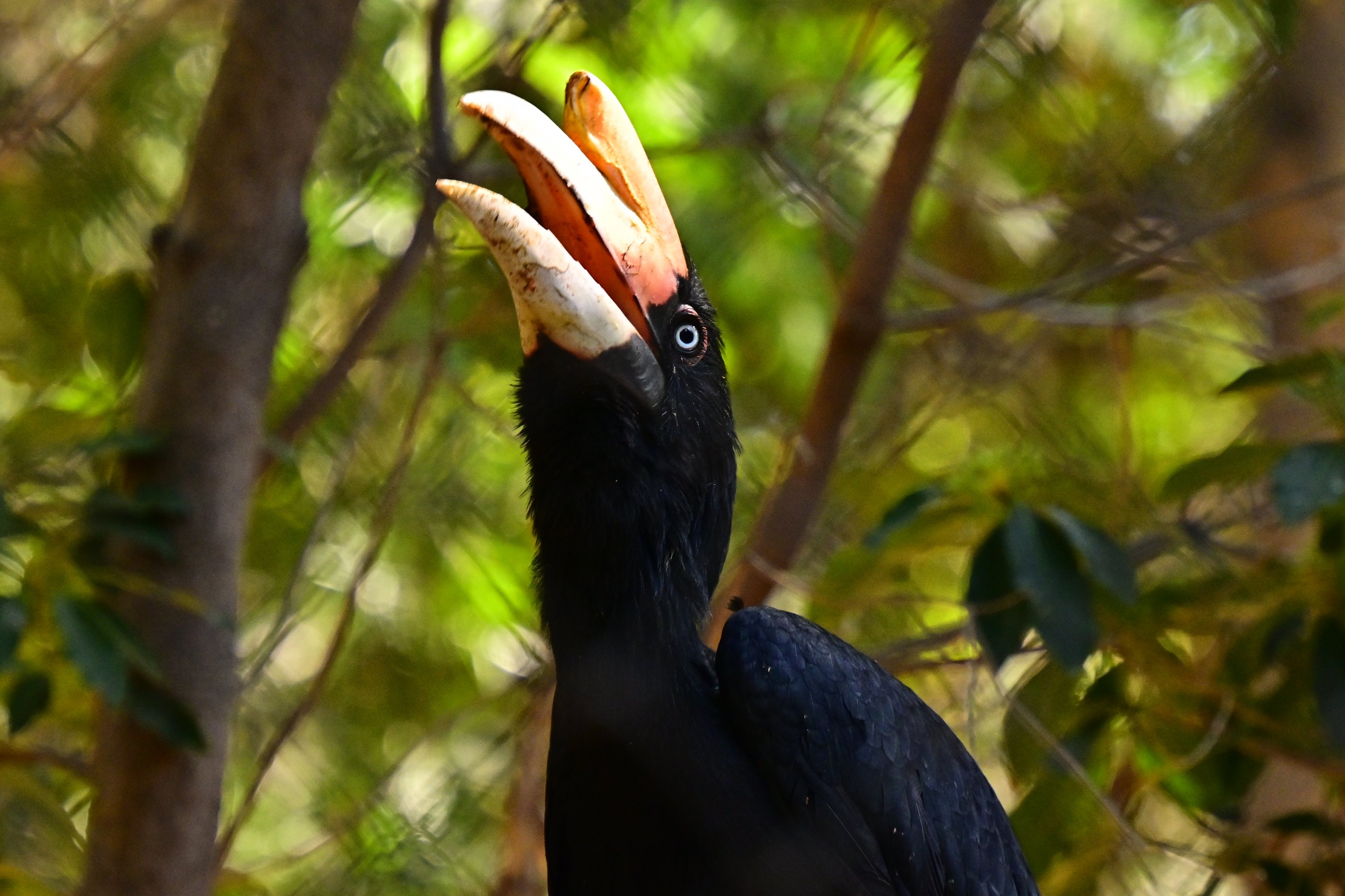 Rhinoceros Hornbill
