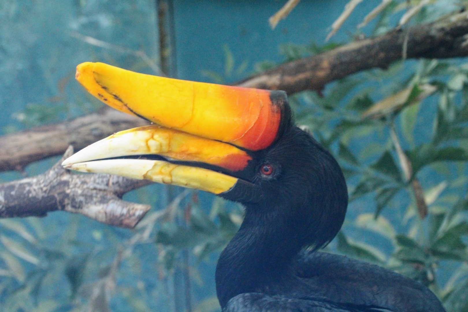 Rhinoceros Hornbill