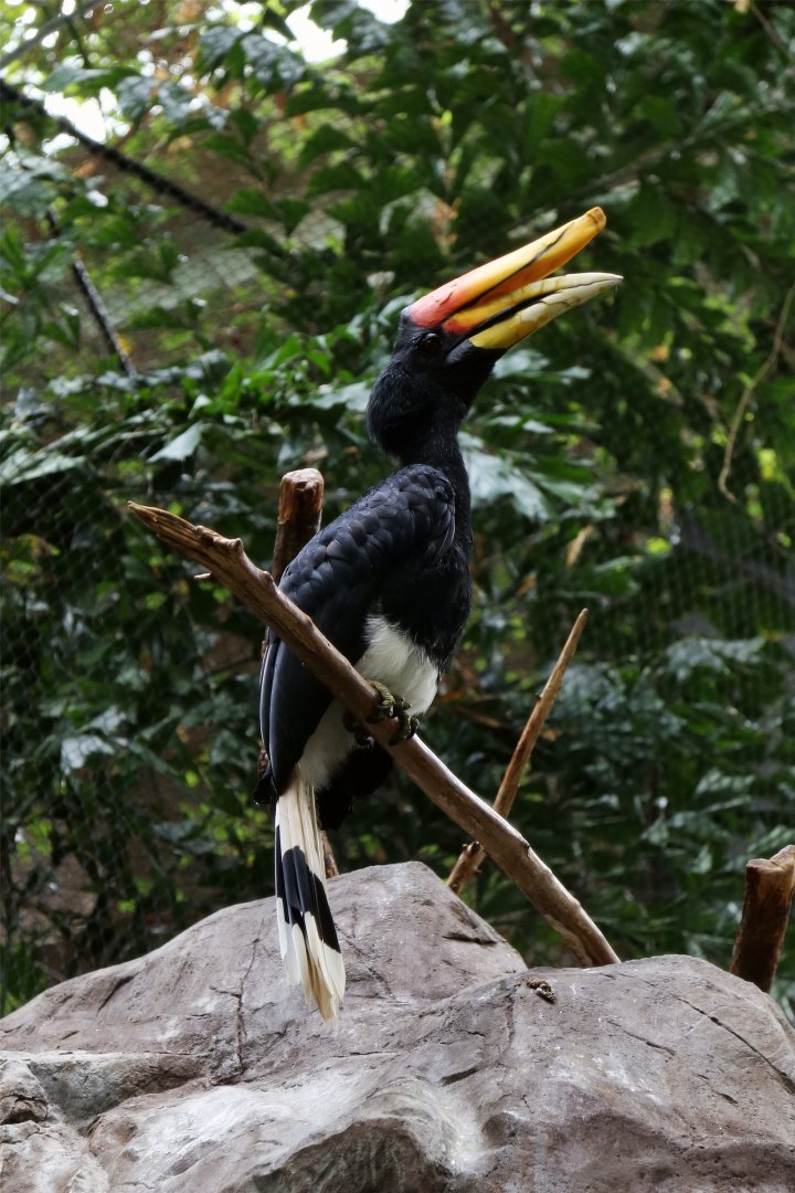 Rhinoceros Hornbill