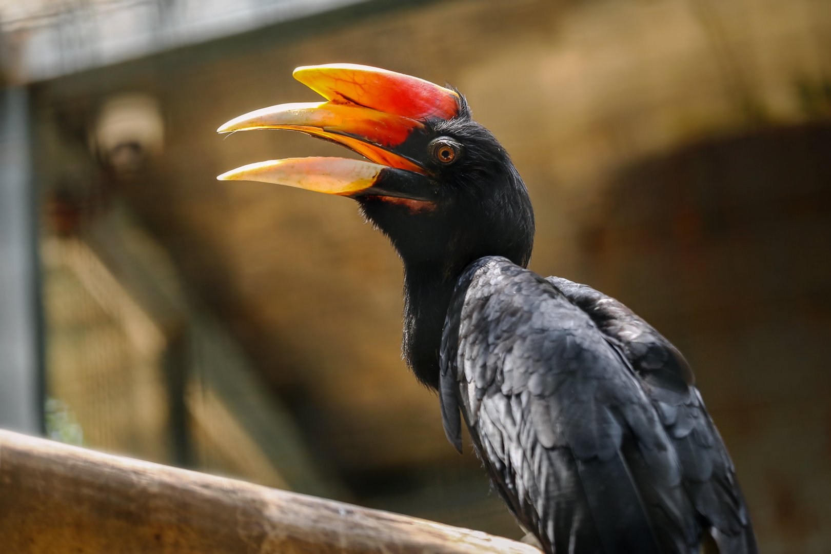Rhinoceros hornbill