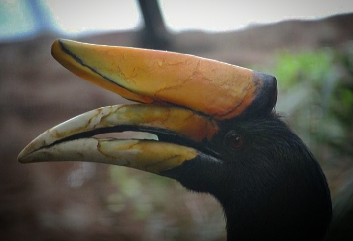 Rhinoceros Hornbill