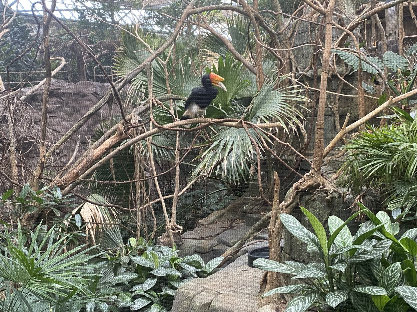 Rhinoceros Hornbill