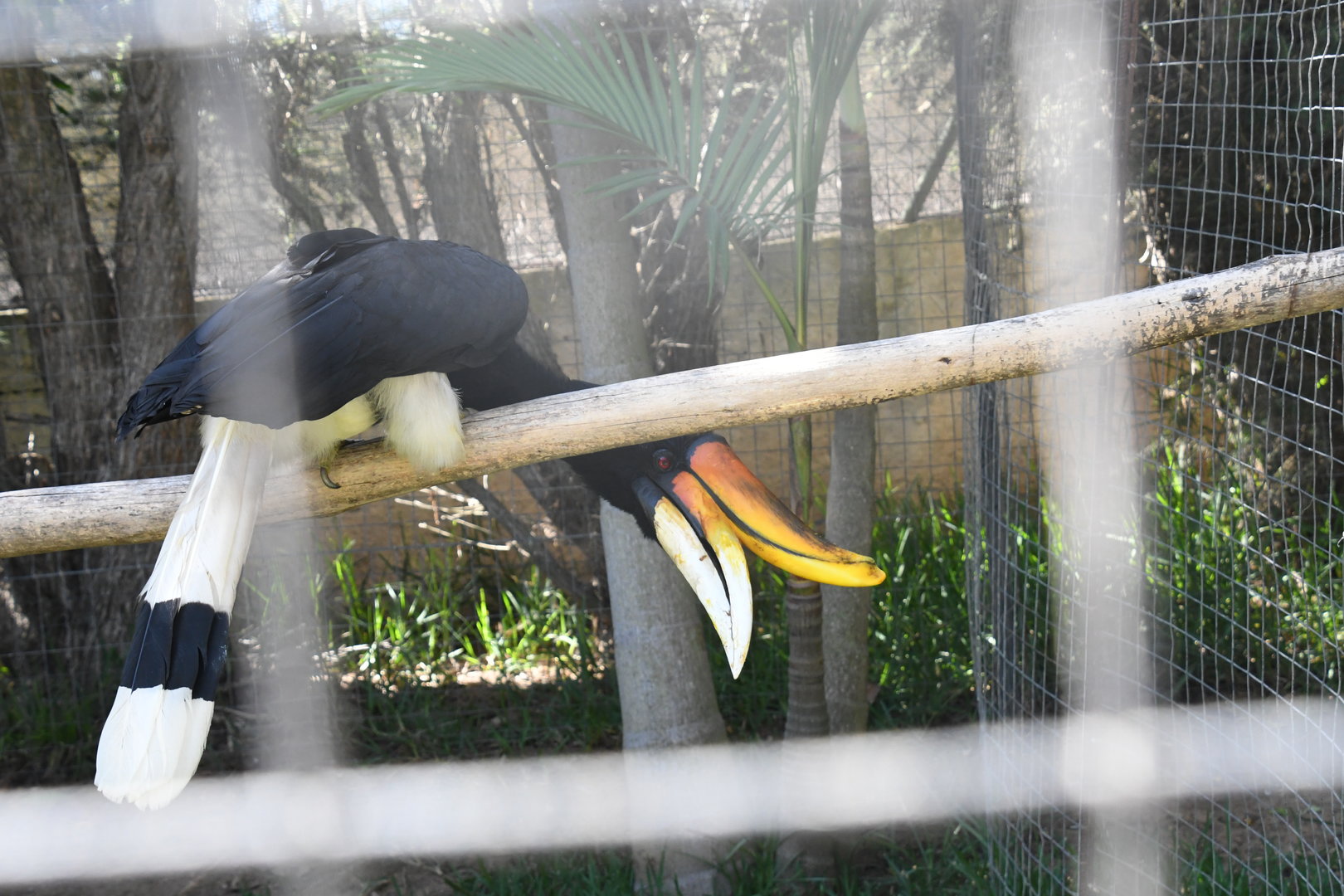 Rhinoceros Hornbill
