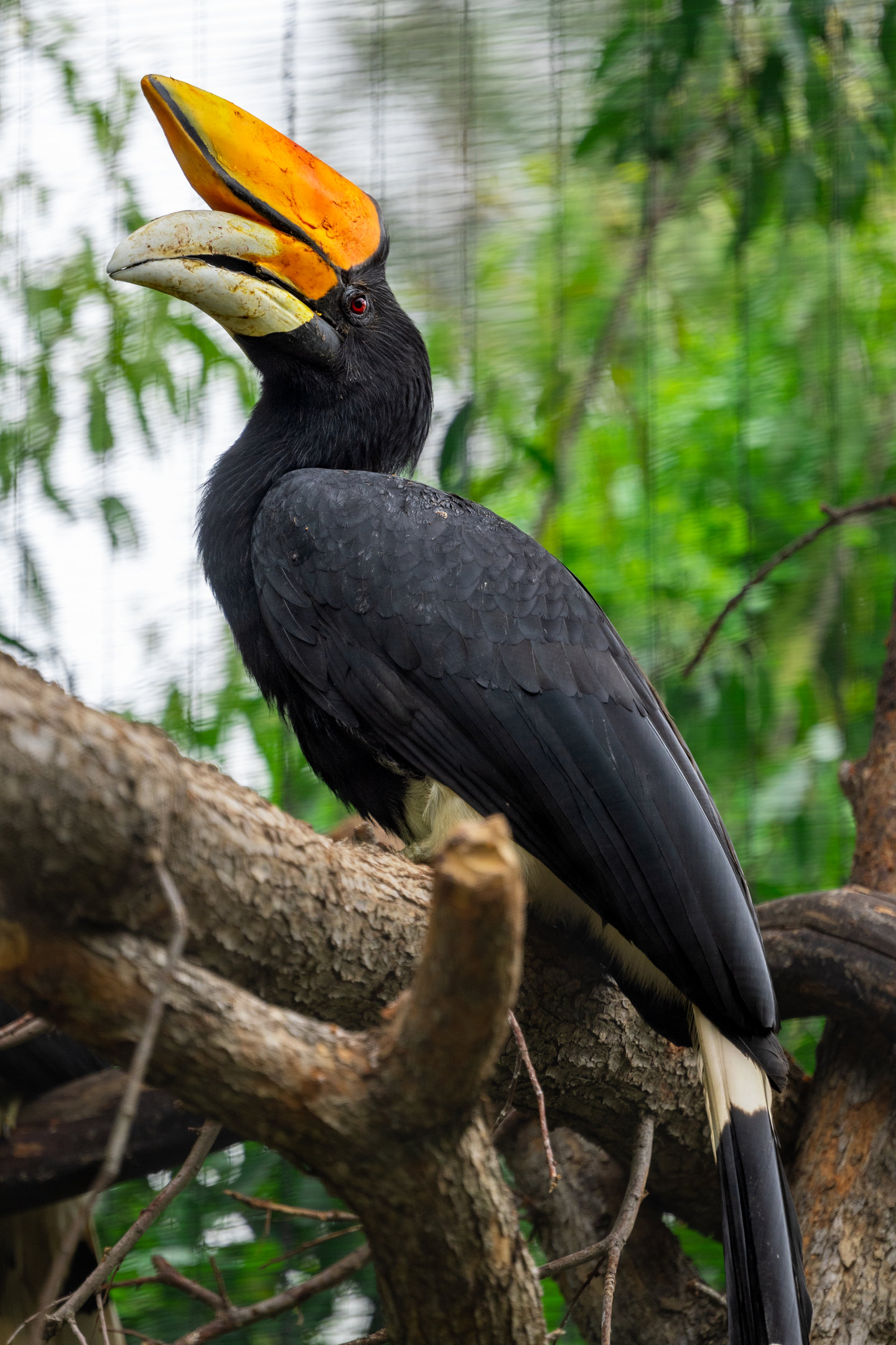 Rhinoceros Hornbill