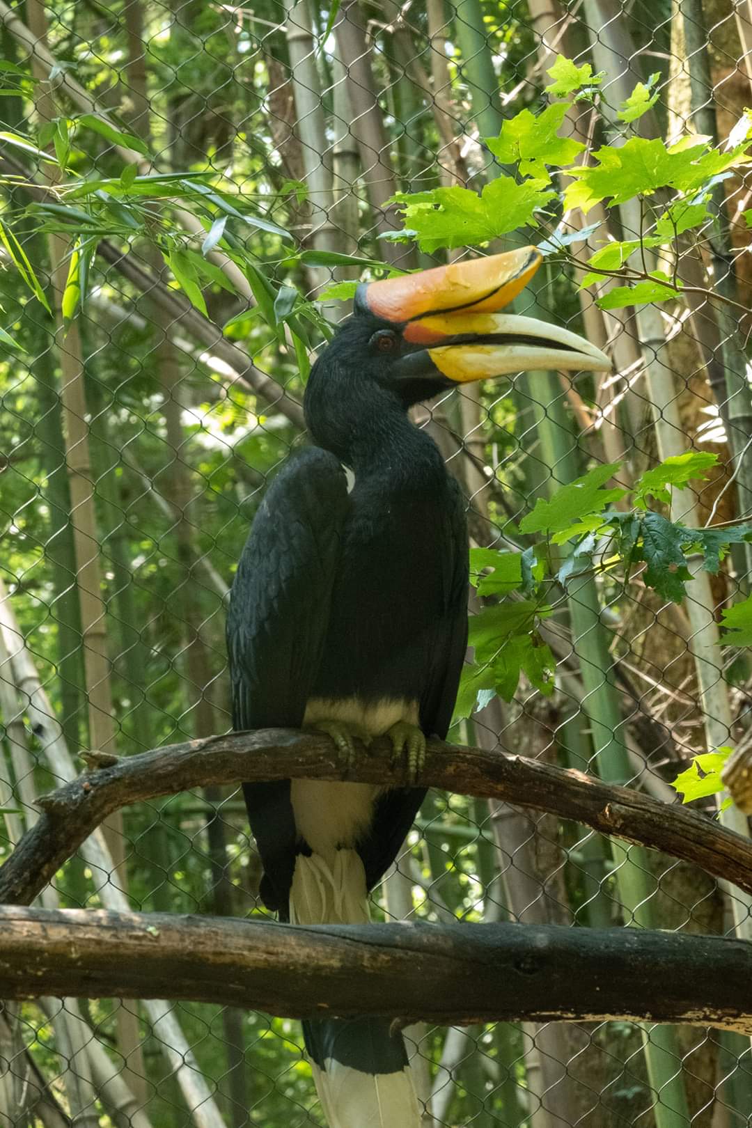 Rhinoceros Hornbill