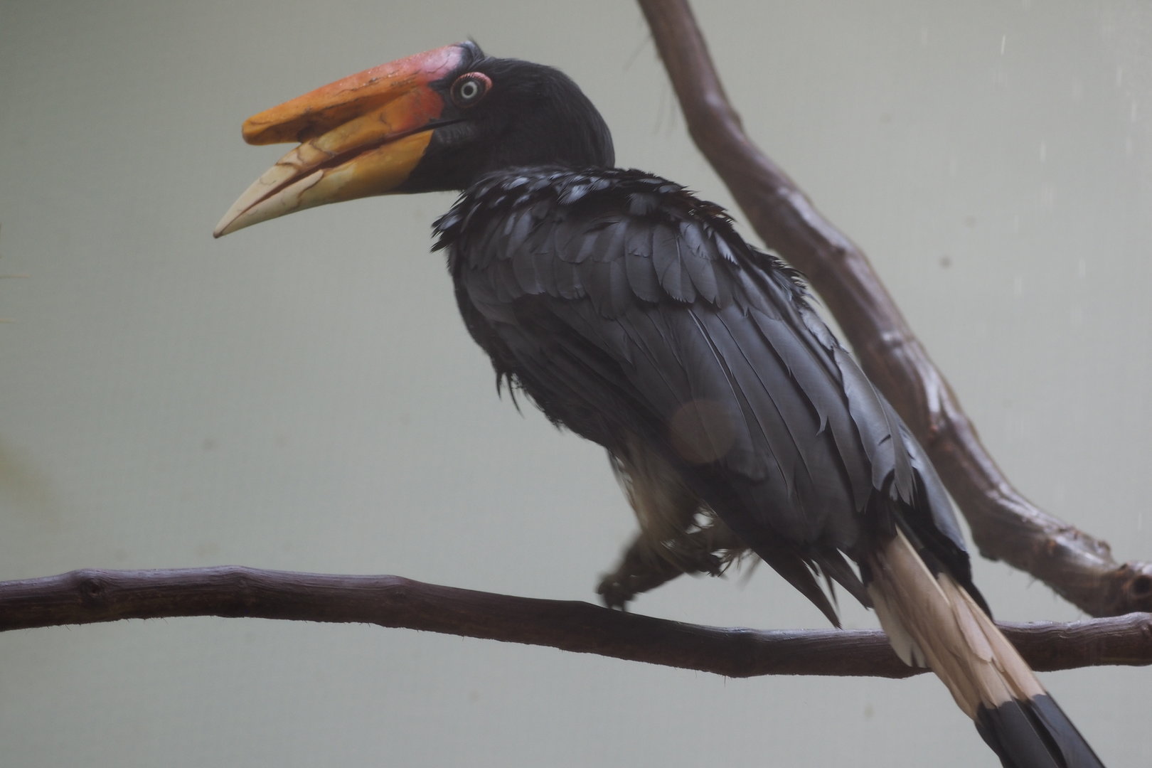 Rhinoceros Hornbill