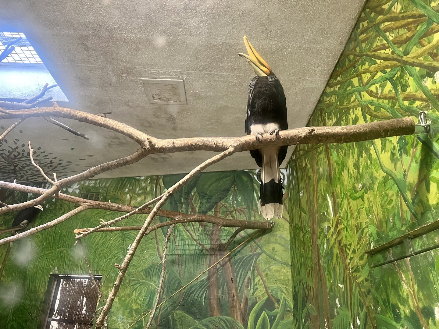 Rhinoceros Hornbill