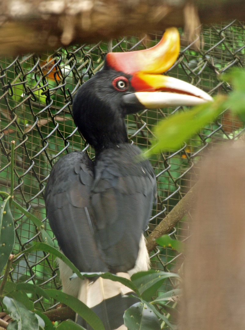Rhinoceros hornbill