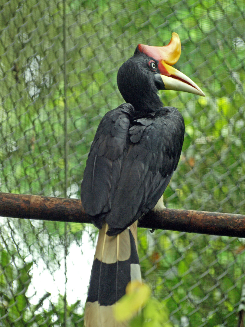 Rhinoceros hornbill