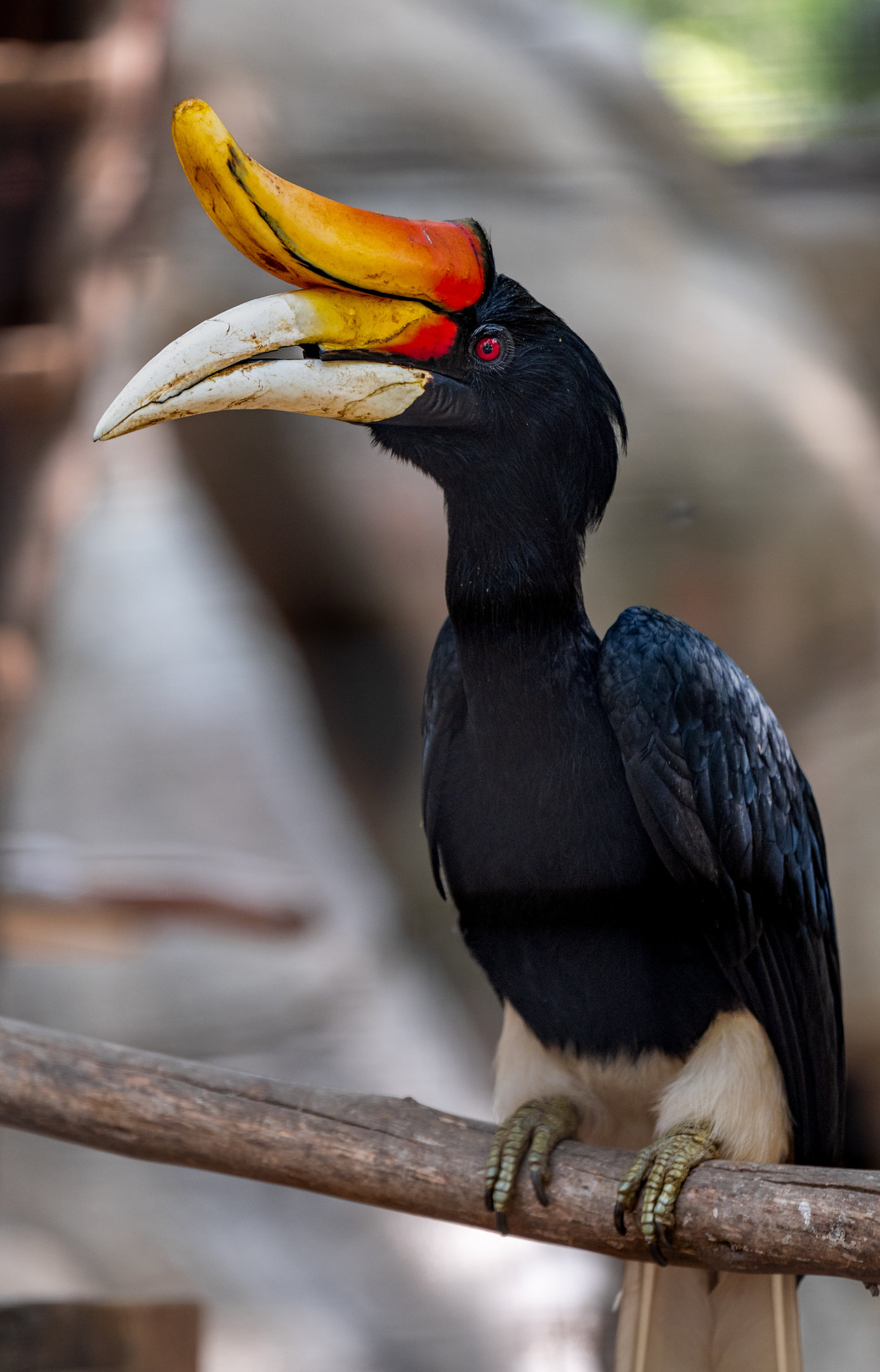 Rhinoceros Hornbill