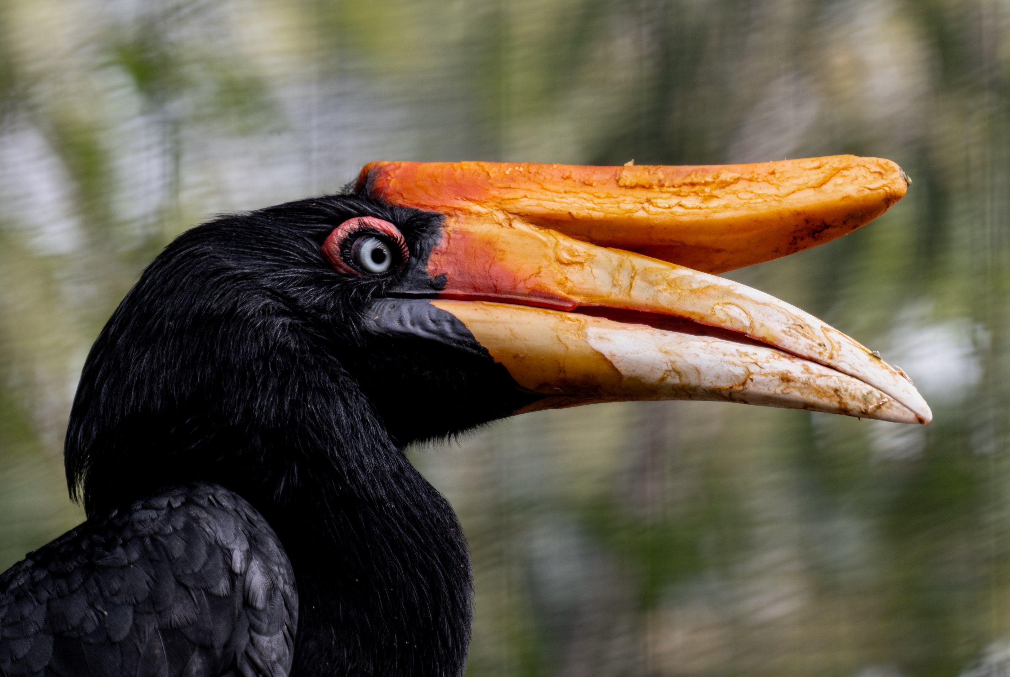 Rhinoceros Hornbill