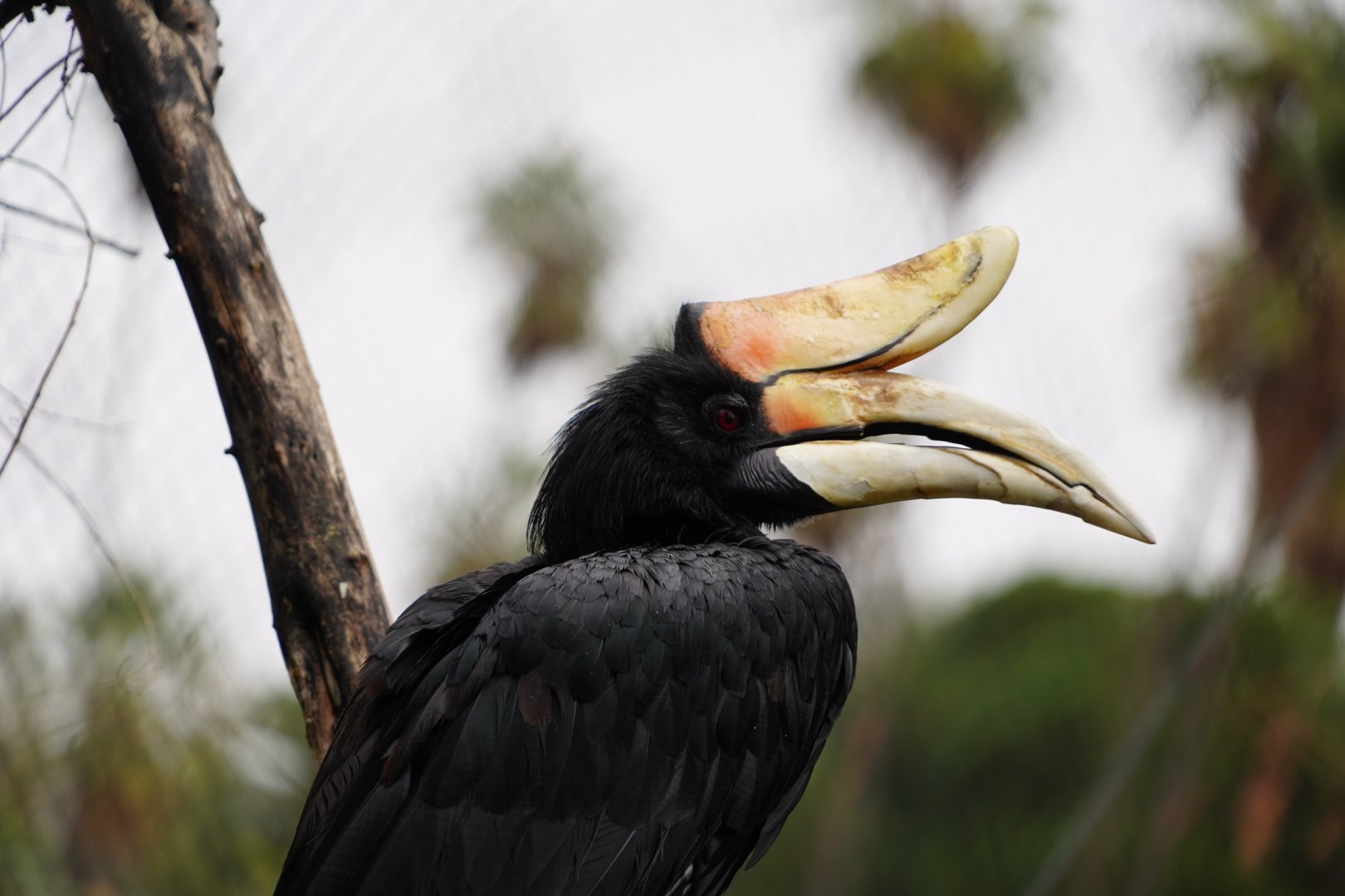 Rhinoceros hornbill
