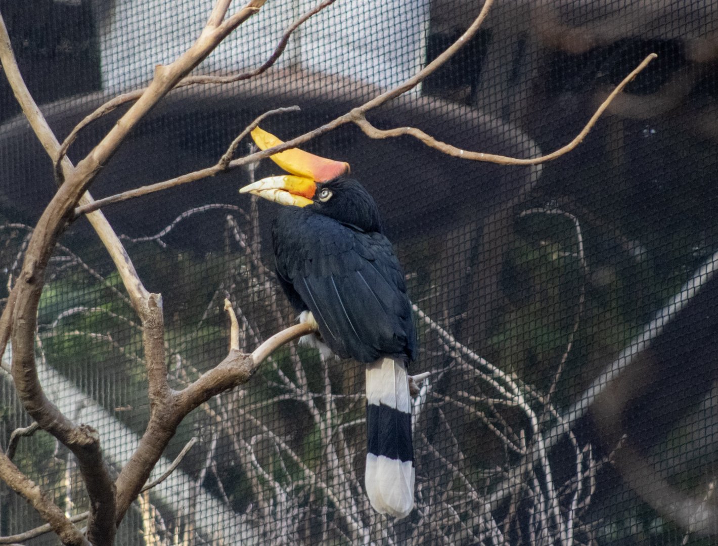 Rhinoceros Hornbill