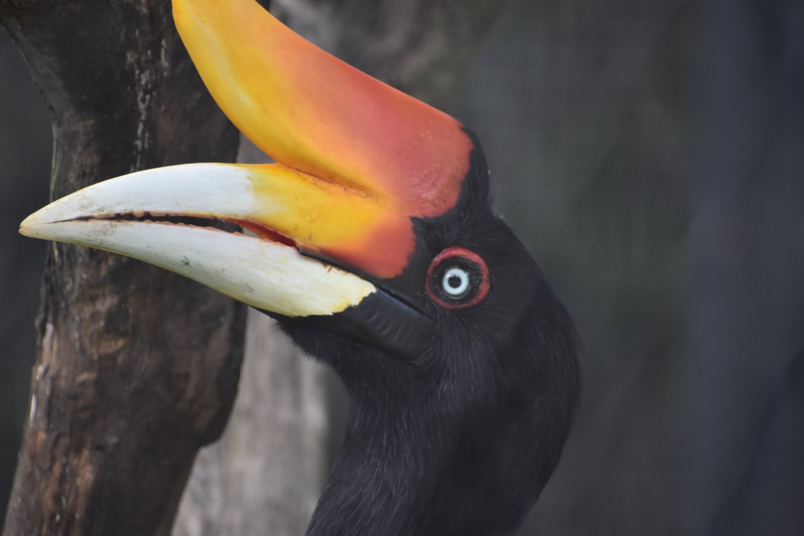 Rhinoceros Hornbill