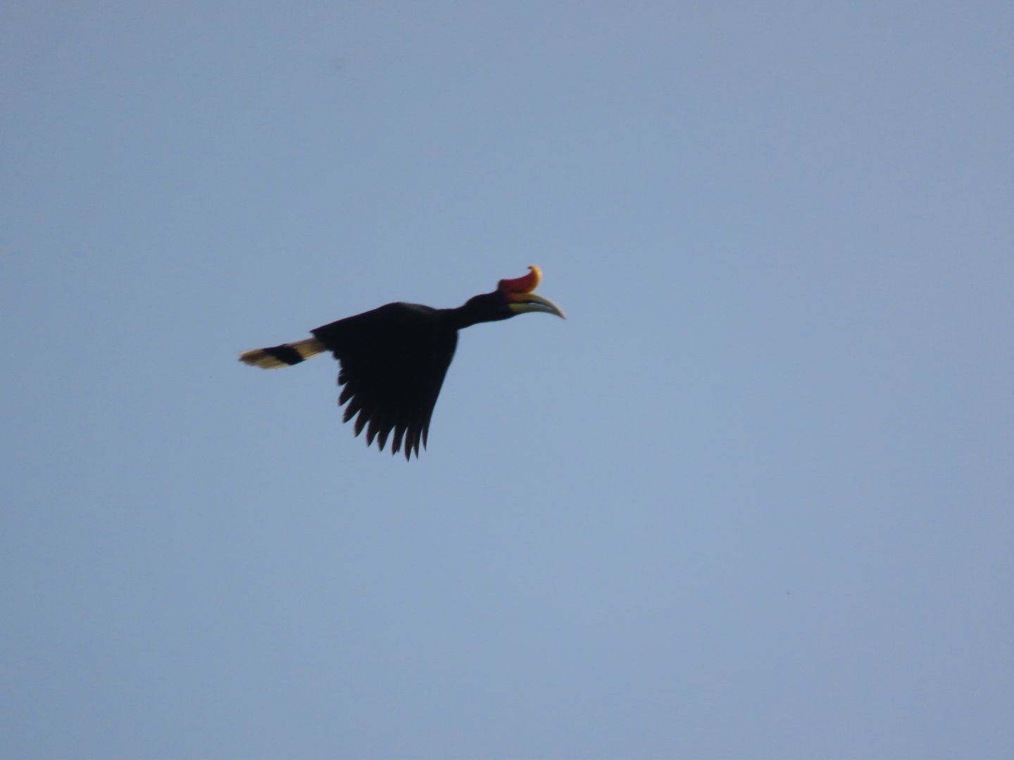 Rhinoceros hornbill