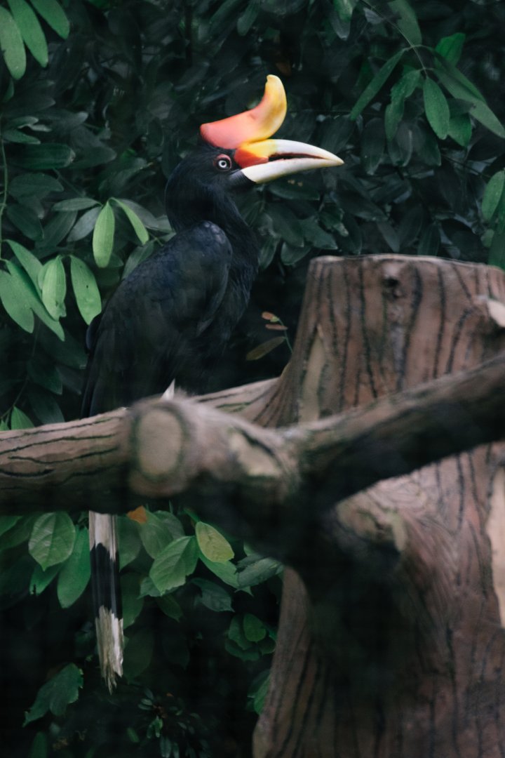 Rhinoceros Hornbill