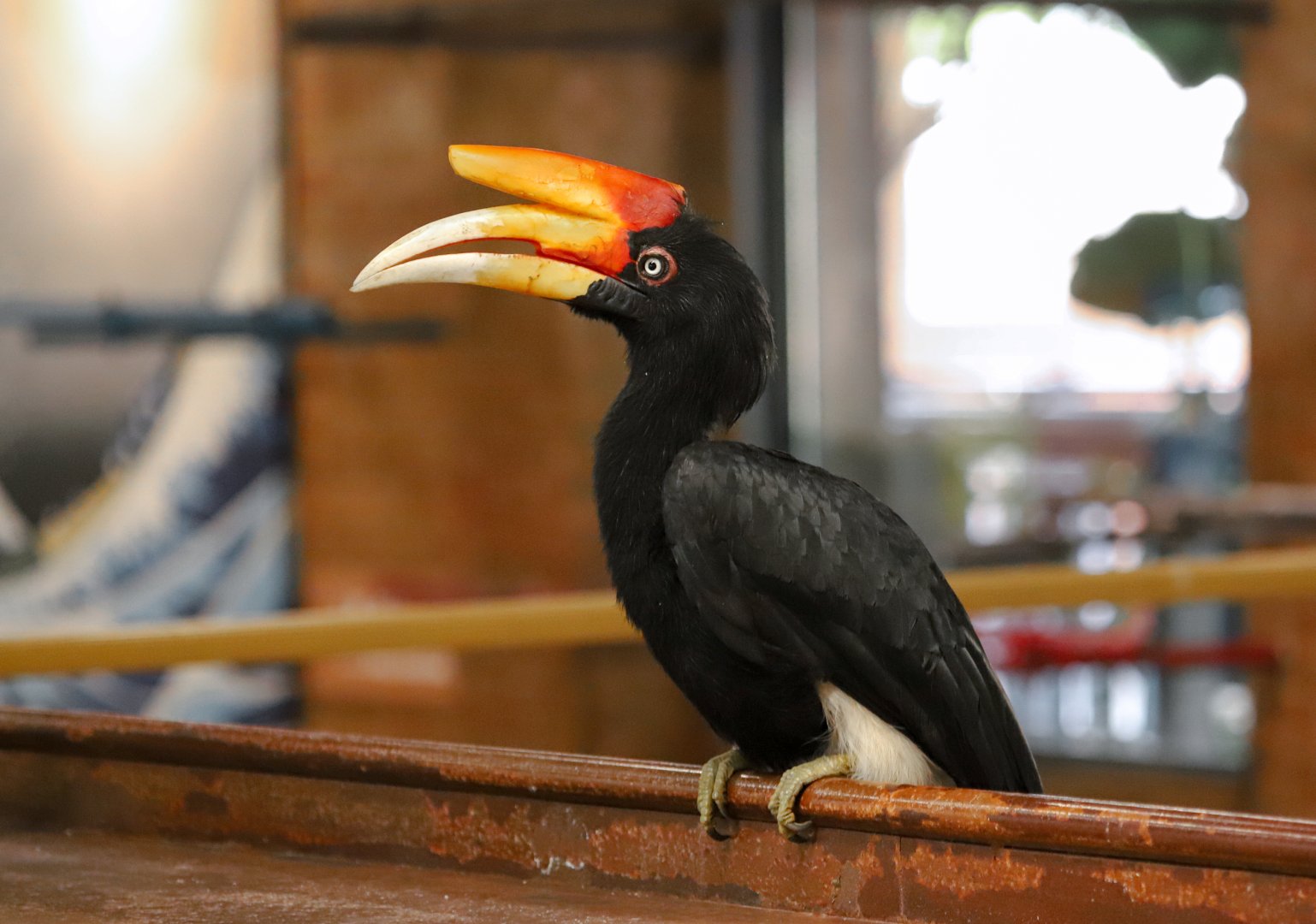 Rhinoceros Hornbill