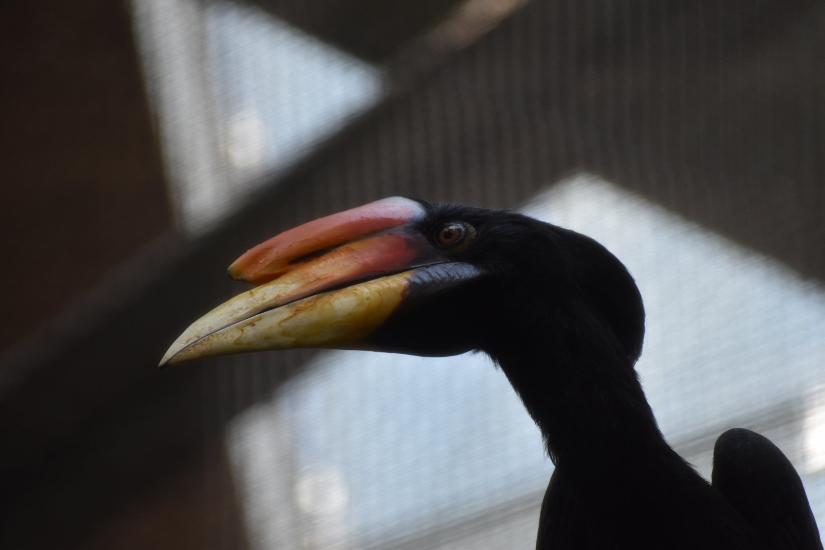 Rhinoceros Hornbill