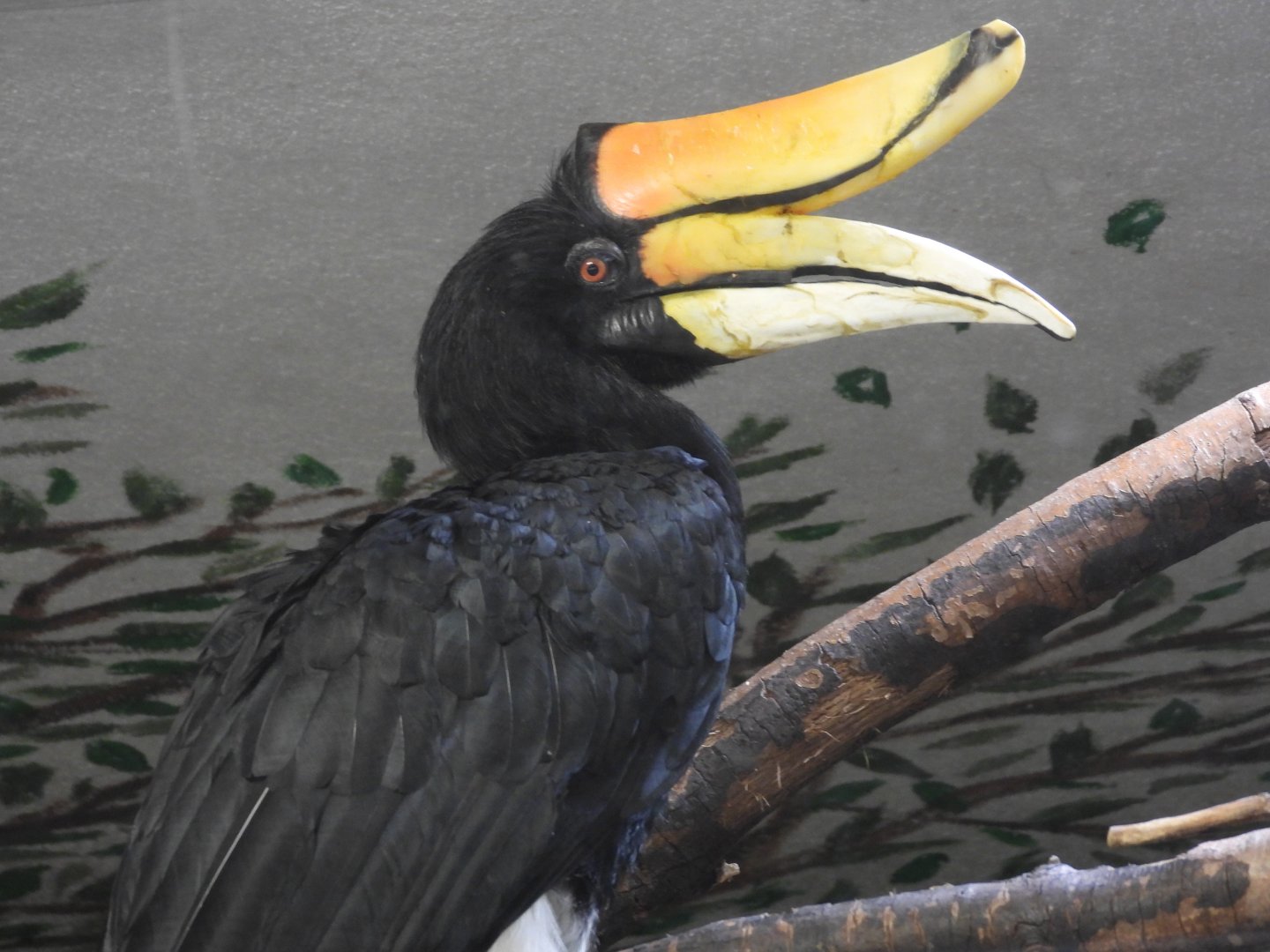 Rhinoceros hornbill