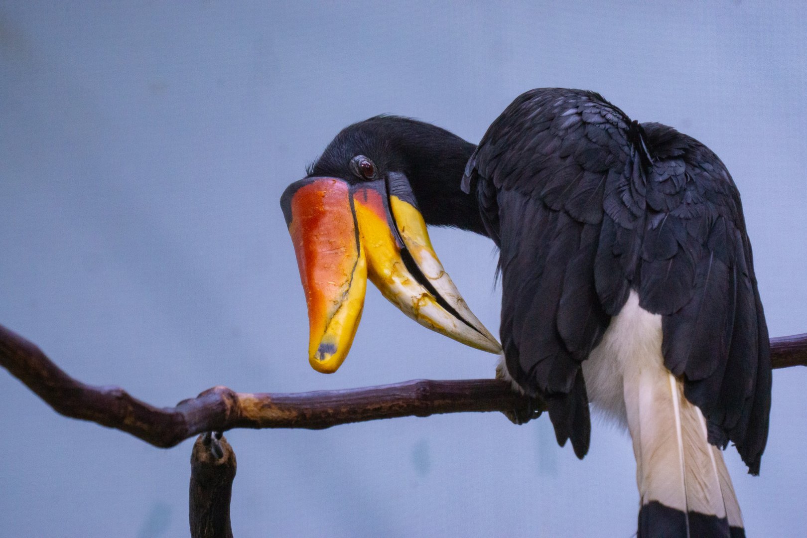 Rhinoceros hornbill