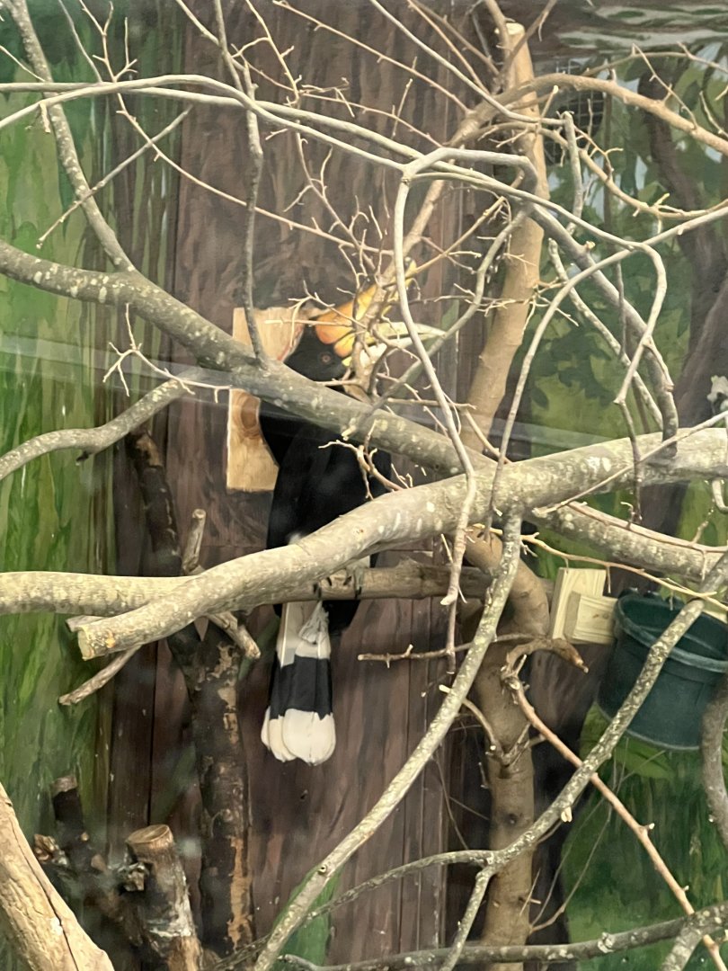 Rhinoceros Hornbill