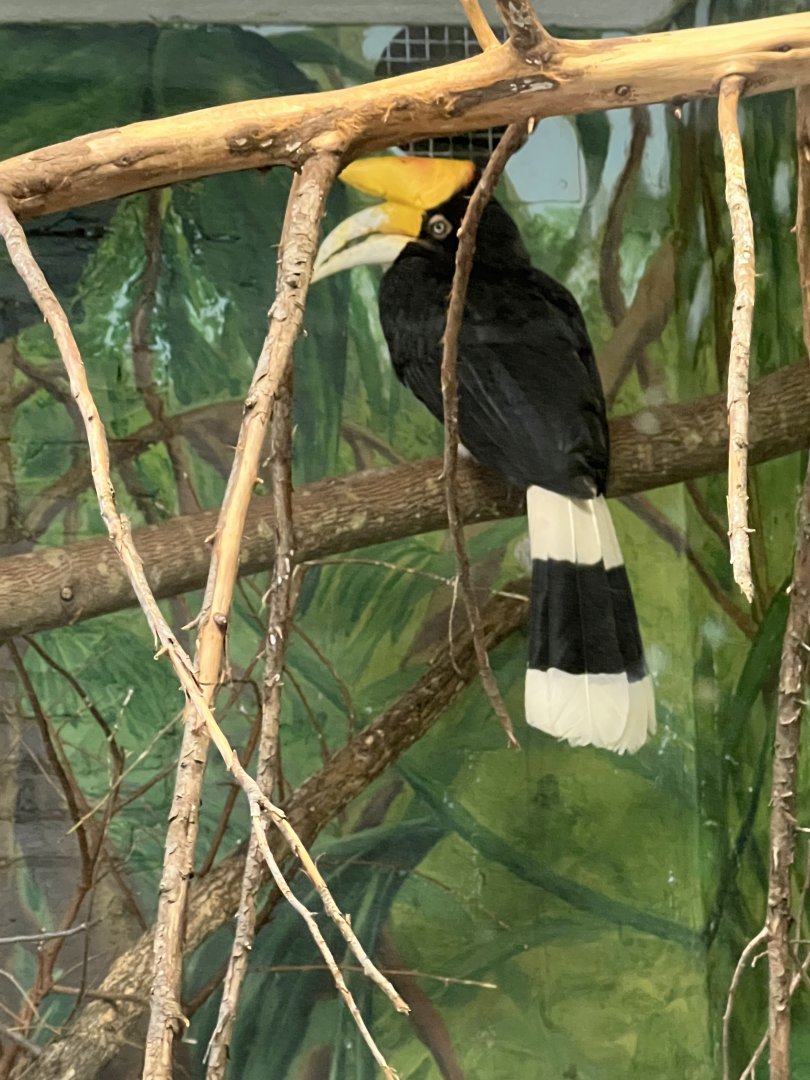 Rhinoceros Hornbill