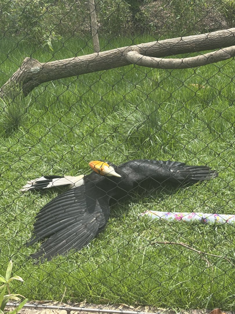 Rhinoceros Hornbill