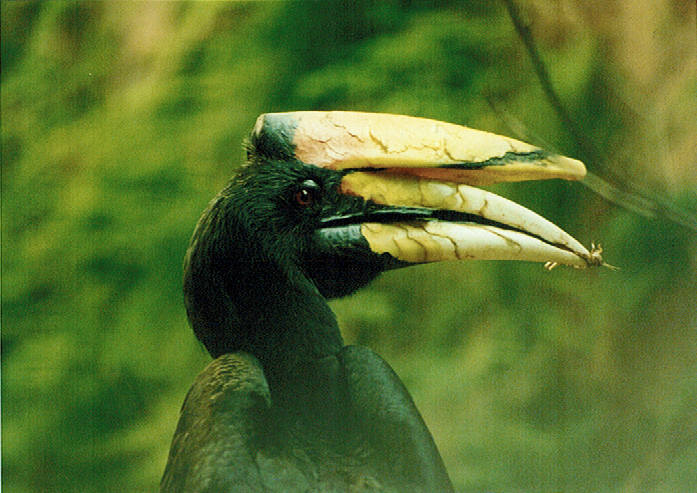 Rhinoceros Hornbill