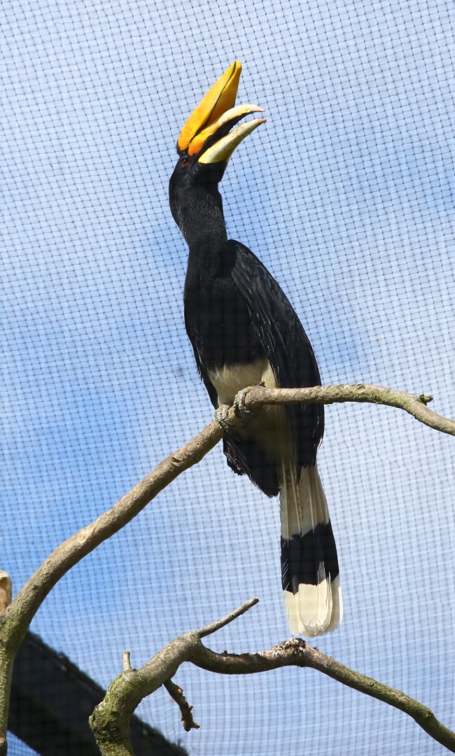 Rhinoceros Hornbill