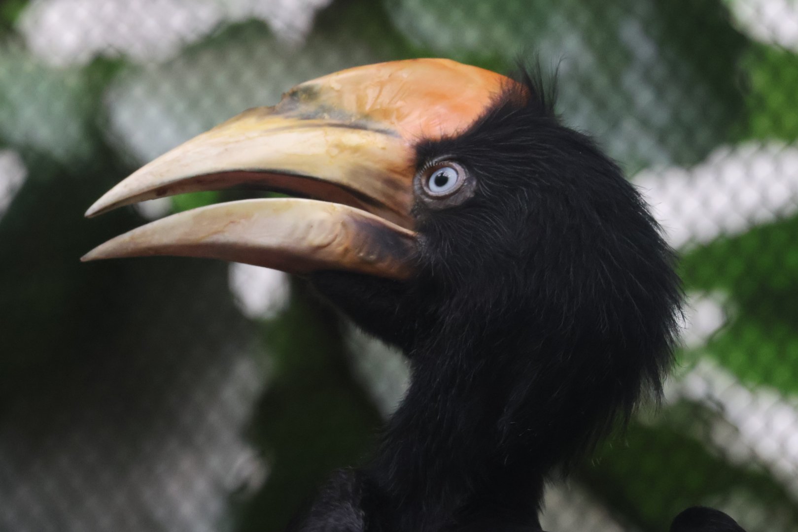 Rhinoceros hornbill