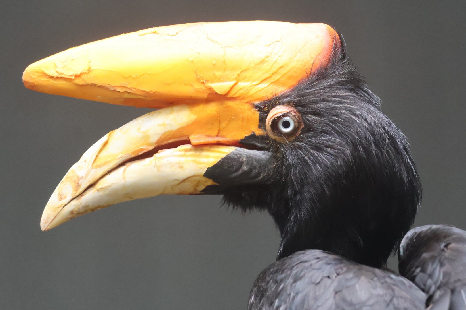 Rhinoceros hornbill