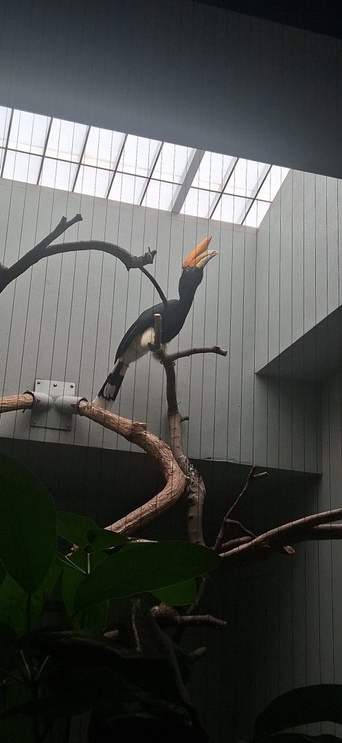 Rhinoceros hornbill