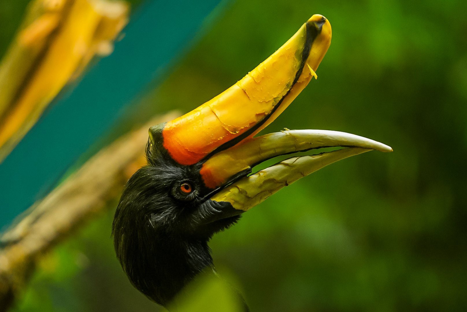 Rhinoceros Hornbill