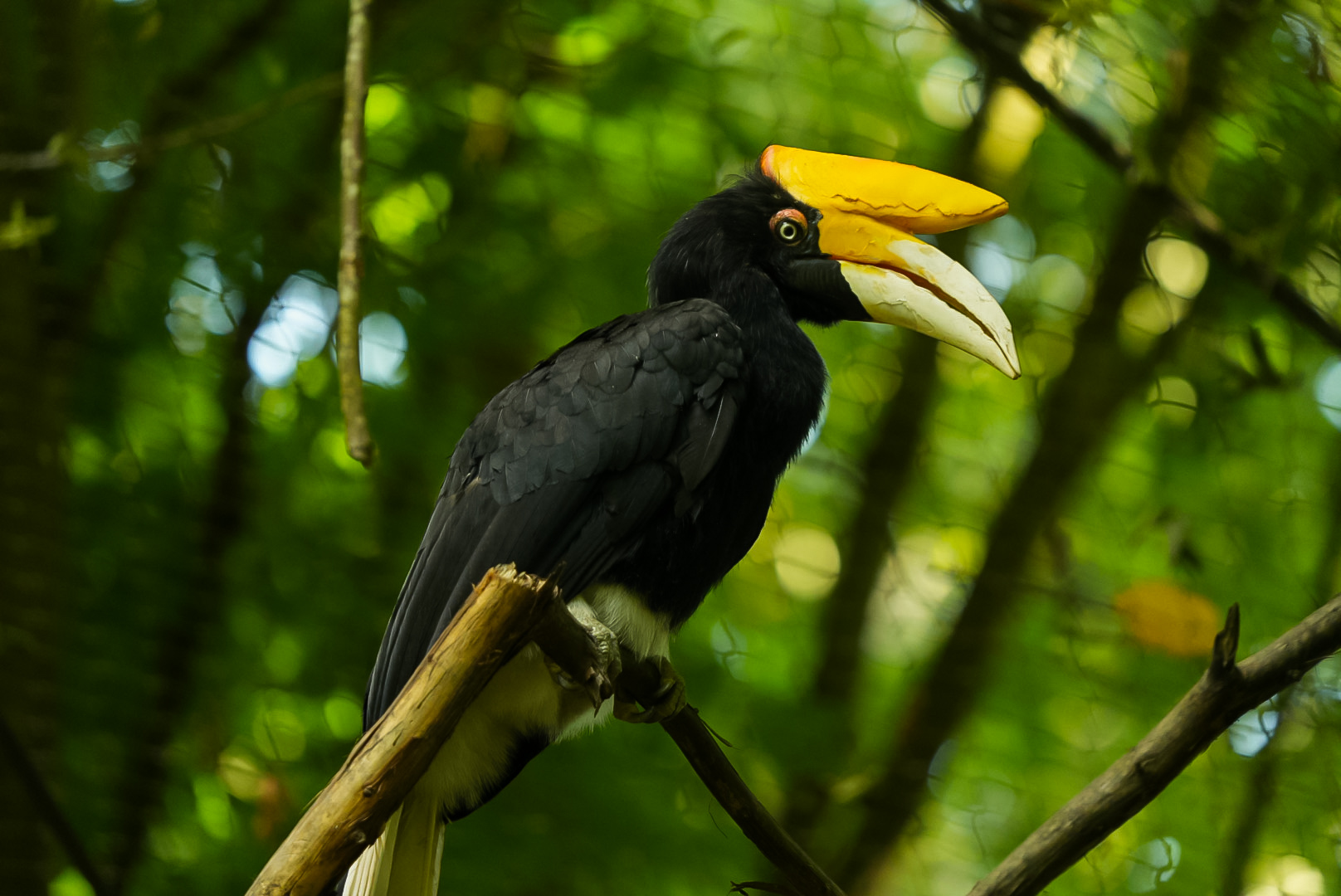 Rhinoceros Hornbill