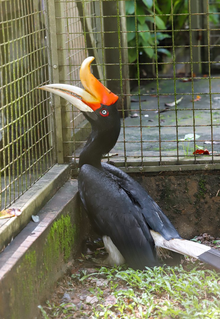 Rhinoceros hornbill