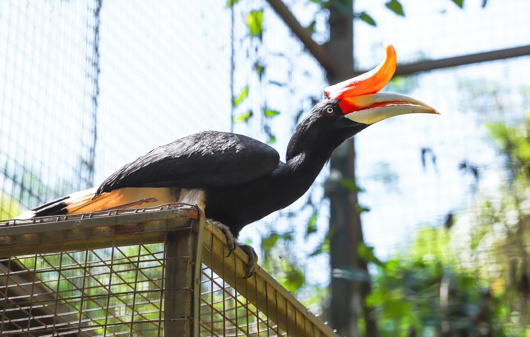Rhinoceros hornbill