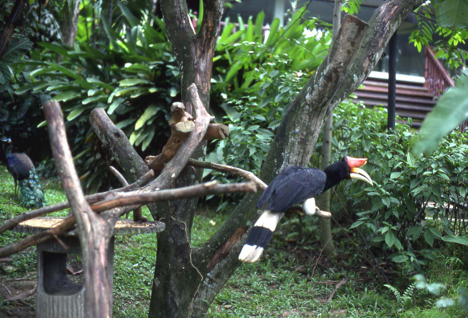 Rhinoceros hornbill