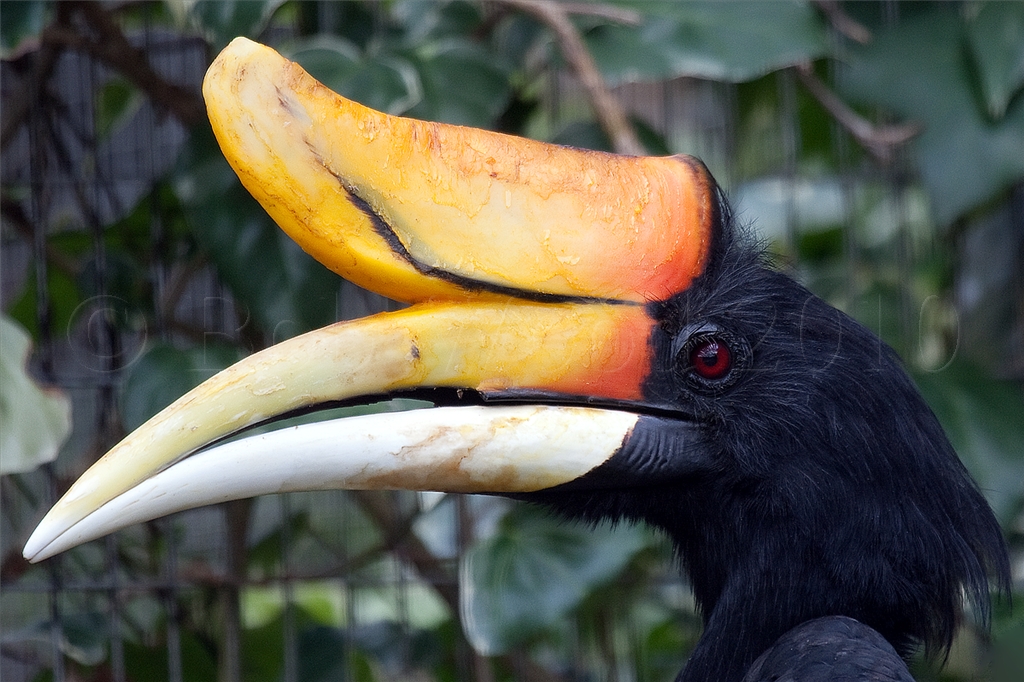 Rhinoceros Hornbill