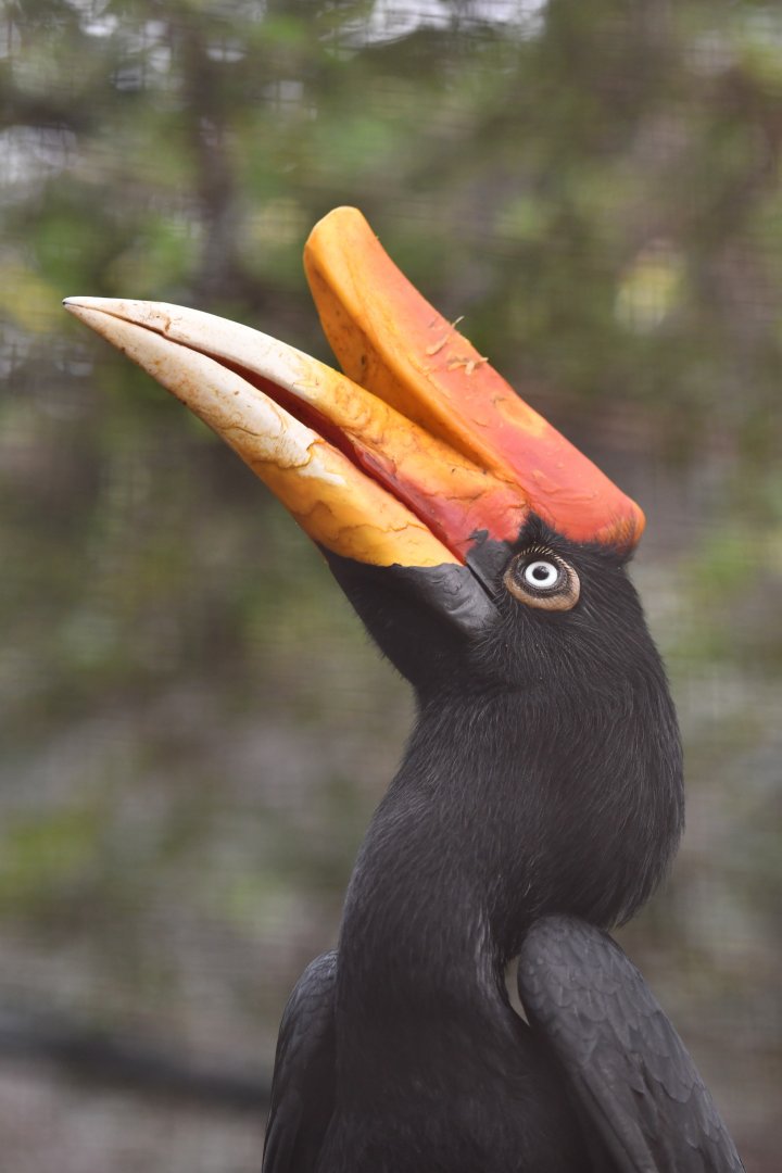 Rhinoceros HornbillBuceros rhinoceros