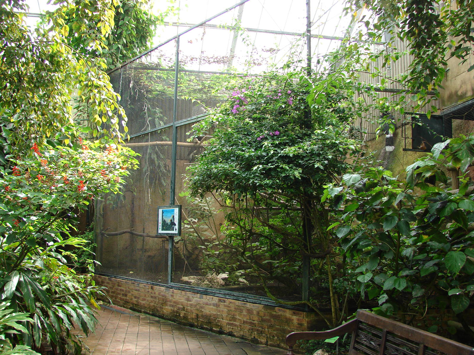 Rhinoceros hornbills aviary in the tropical birds house