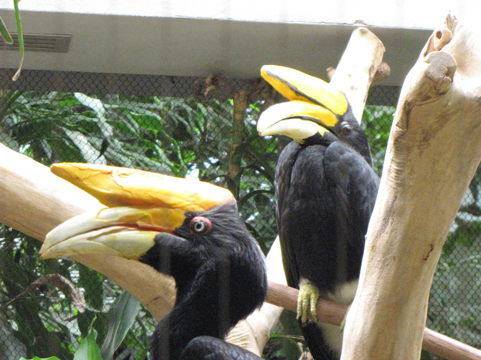 Rhinoceros Hornbills