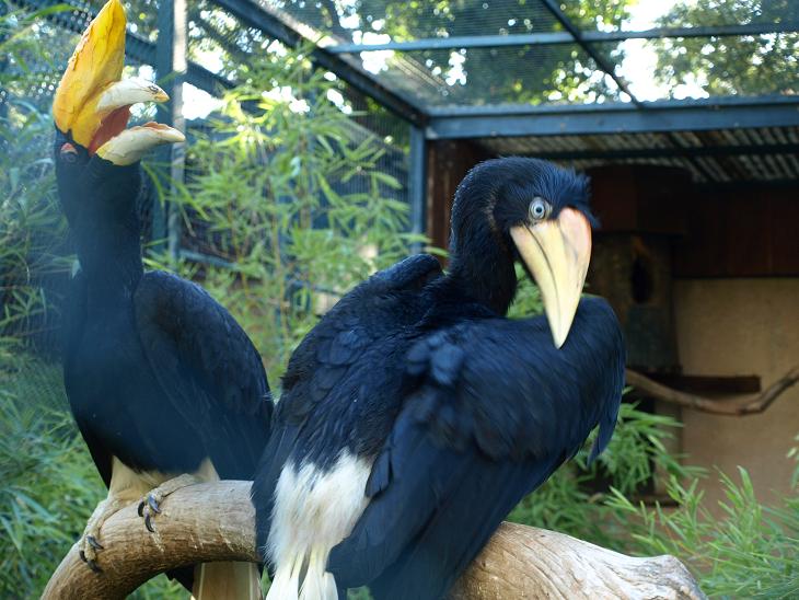 Rhinoceros hornbills