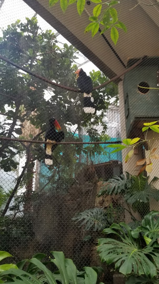 Rhinoceros Hornbills